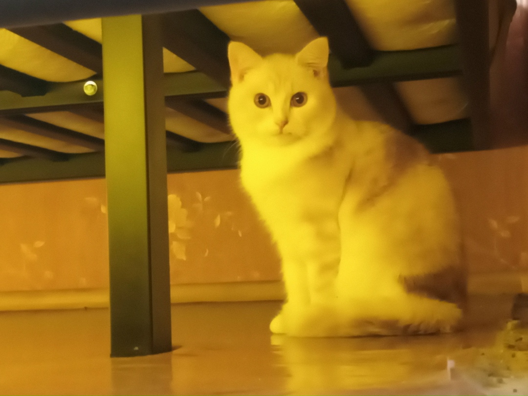 Пропала кошка в Владимире — фото объявления