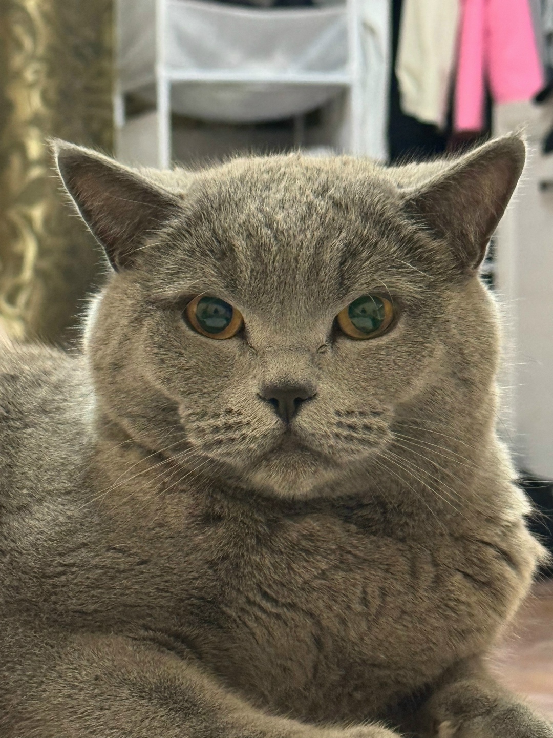 Пропала кошка в Владимире — фото объявления