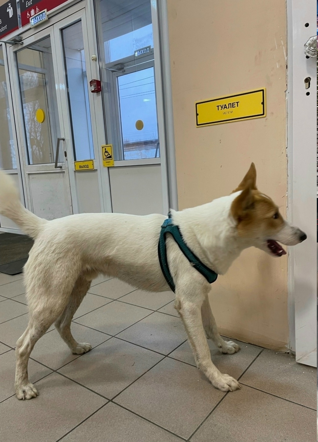 Пропала собака в Владимире — фото объявления