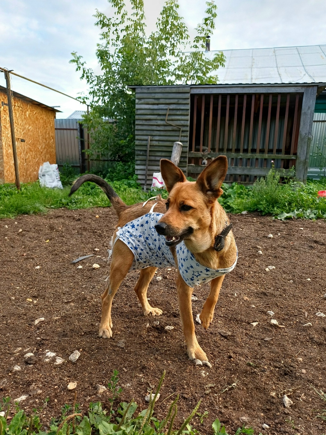 Пропала собака в Владимире — фото объявления
