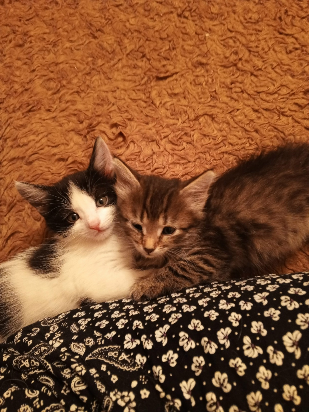 Найдена кошка в Владимире — фото объявления