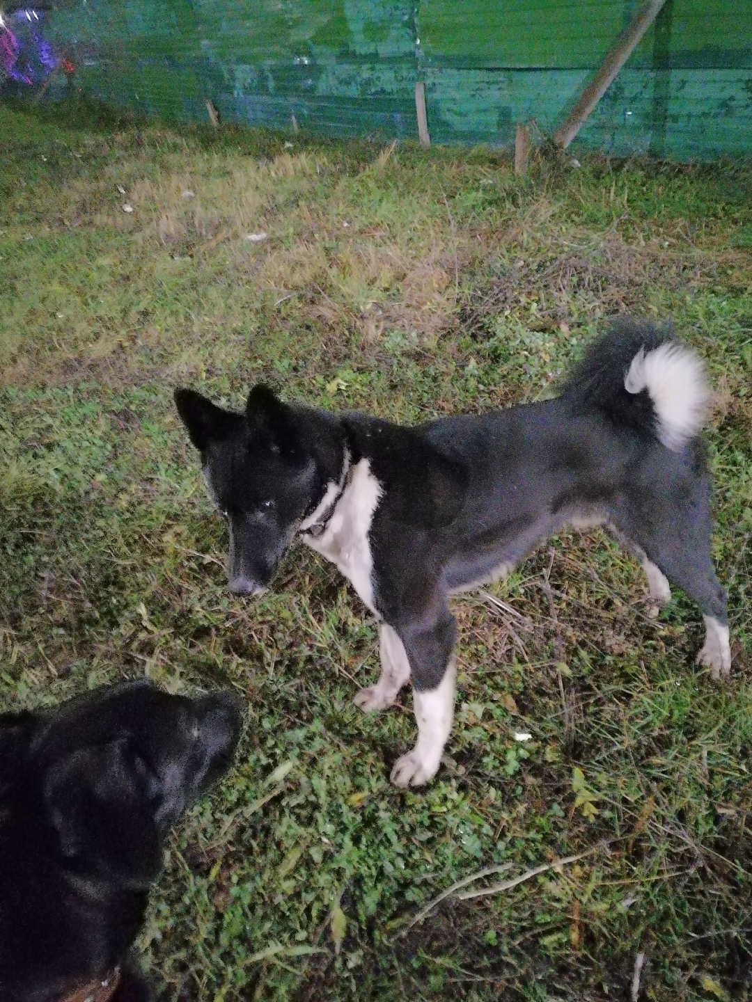 Пропала собака в Владимире — фото объявления