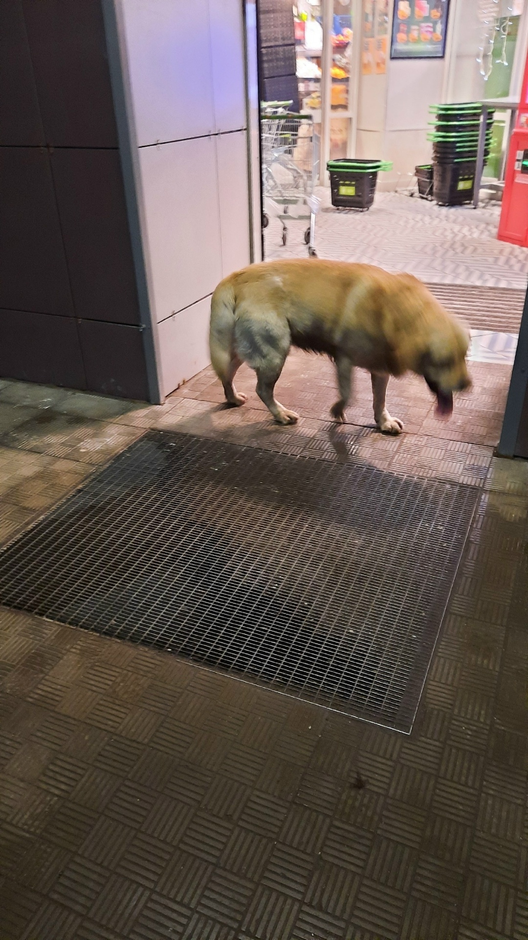 Найдена собака в Владимире — фото объявления