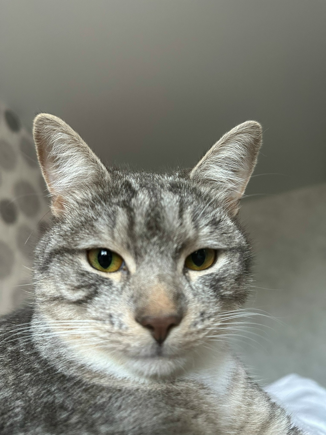 Пропала кошка в Владимире — фото объявления