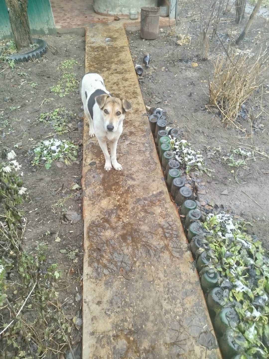 Найдена собака в Владимире — фото объявления