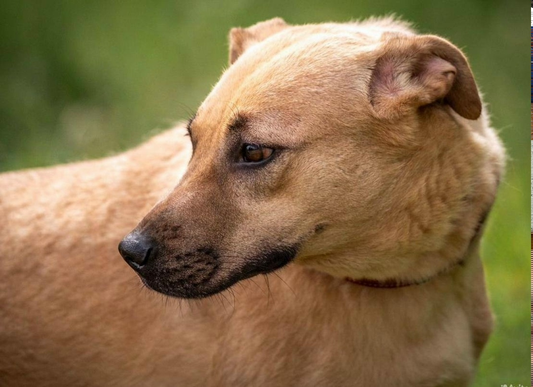 Пропала собака в Владимире — фото объявления