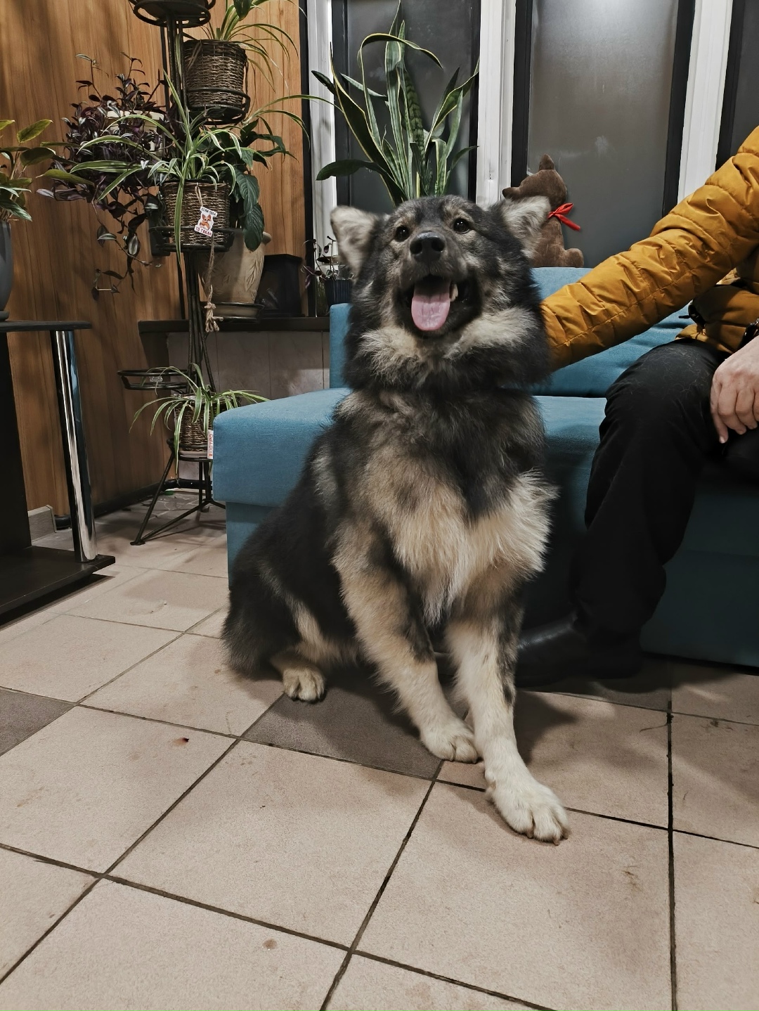 Найдена собака в Владимире — фото объявления