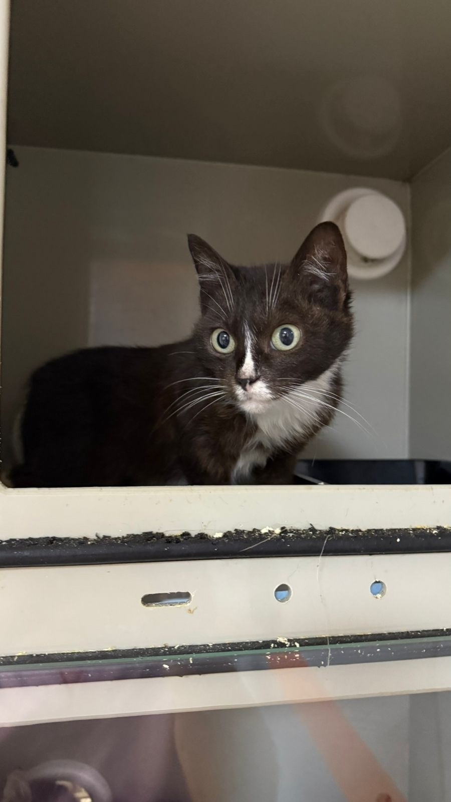 Найдена собака в Владимире — фото объявления