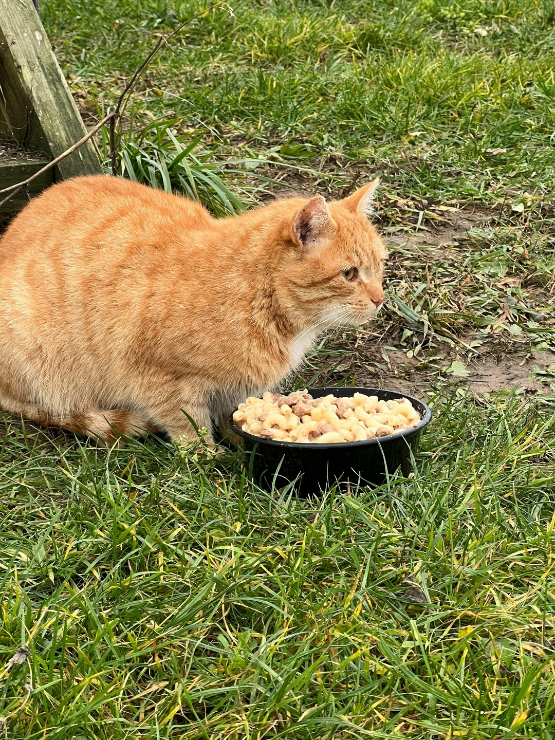 Найдена кошка в Владимире — фото объявления