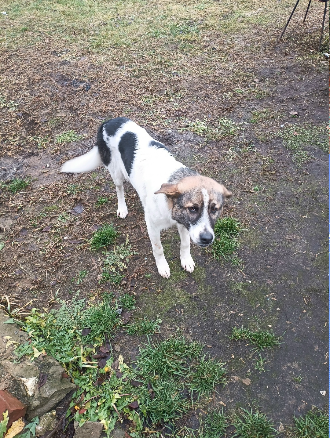 Найдена собака в Владимире — фото объявления