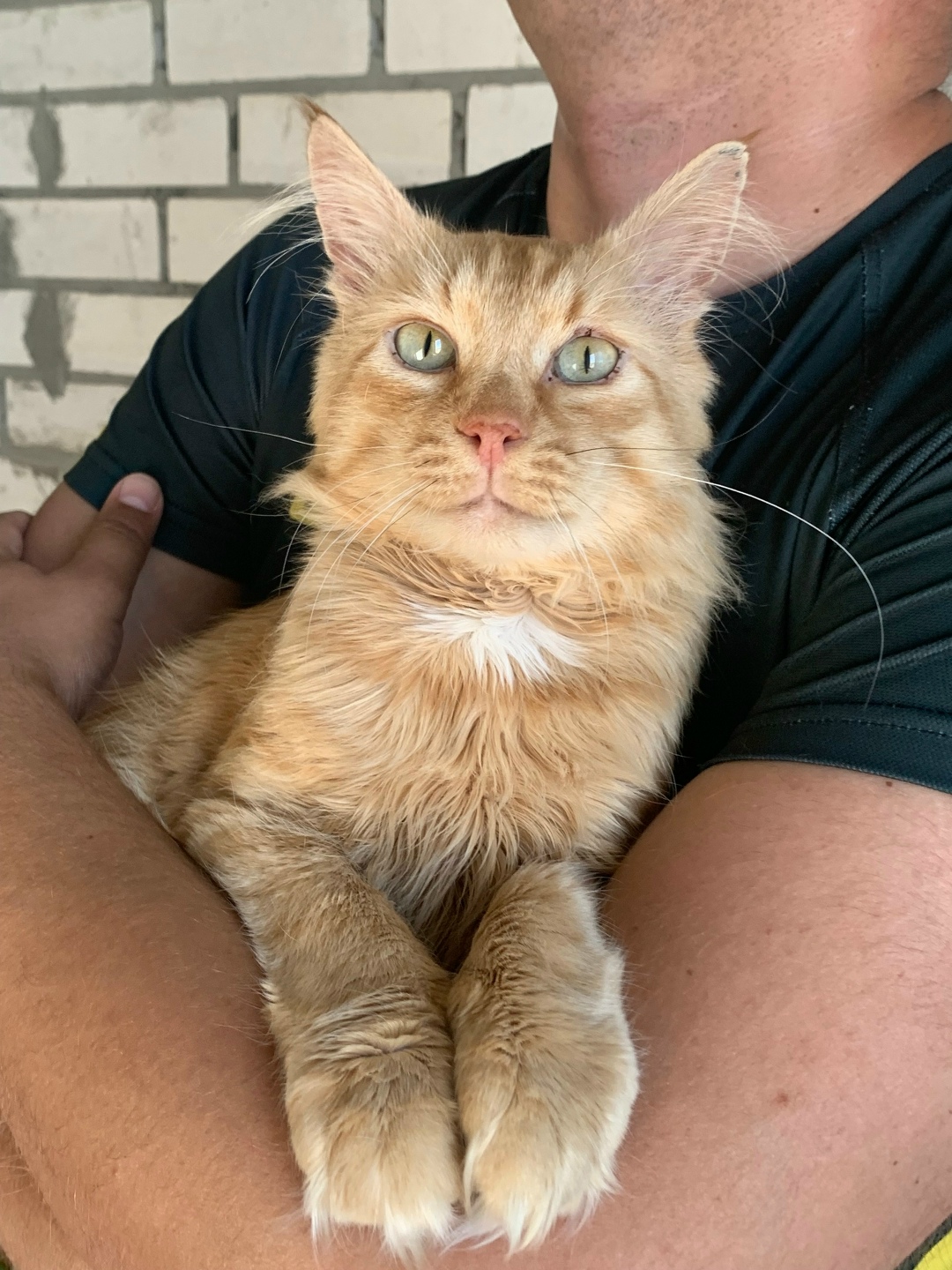 Найдена собака в Владимире — фото объявления