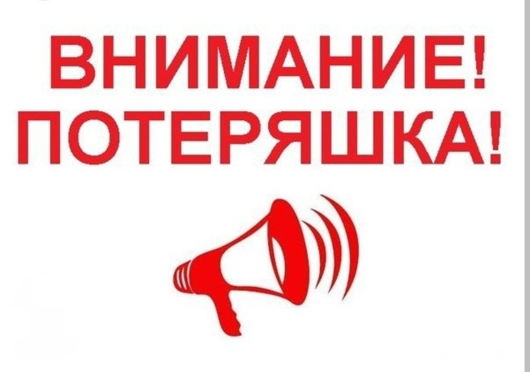 Найдена собака в Владимире — фото объявления