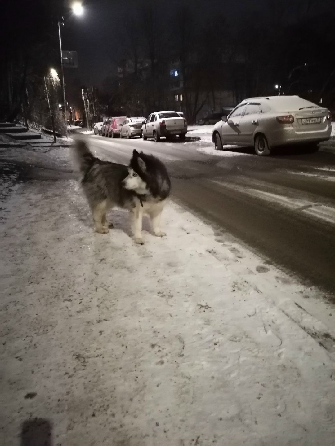 Найдена собака в Владимире — фото объявления