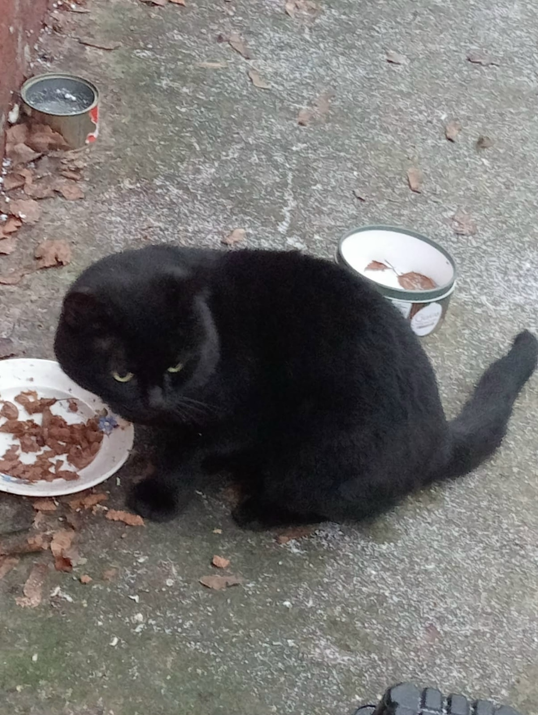 Найдена кошка в Владимире — фото объявления