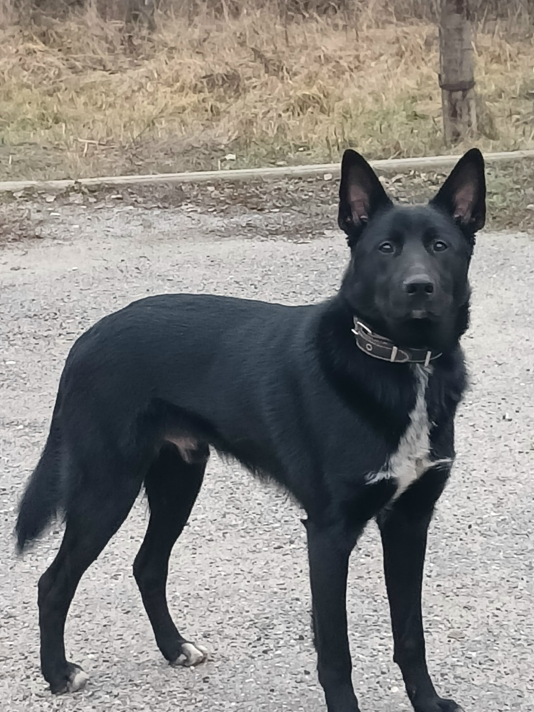 Найдена собака в Владимире — фото объявления