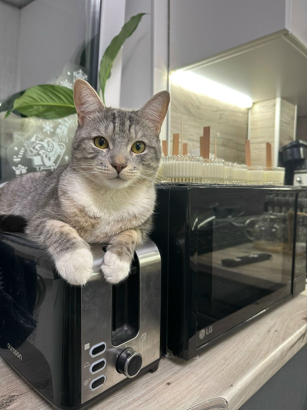 Пропала кошка в Владимире — фото объявления