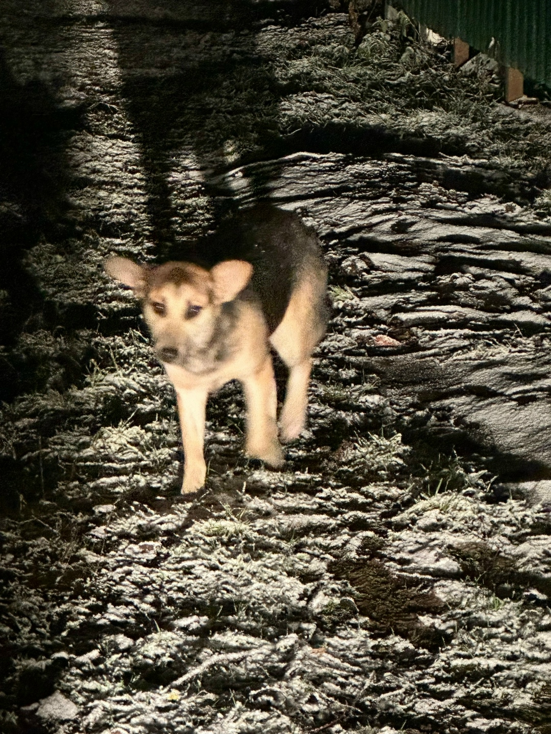 Найдена собака в Владимире — фото объявления