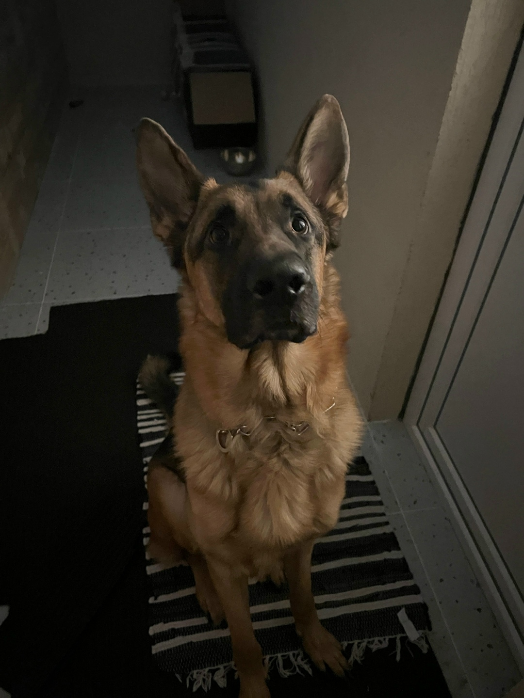 Найдена собака в Владимире — фото объявления