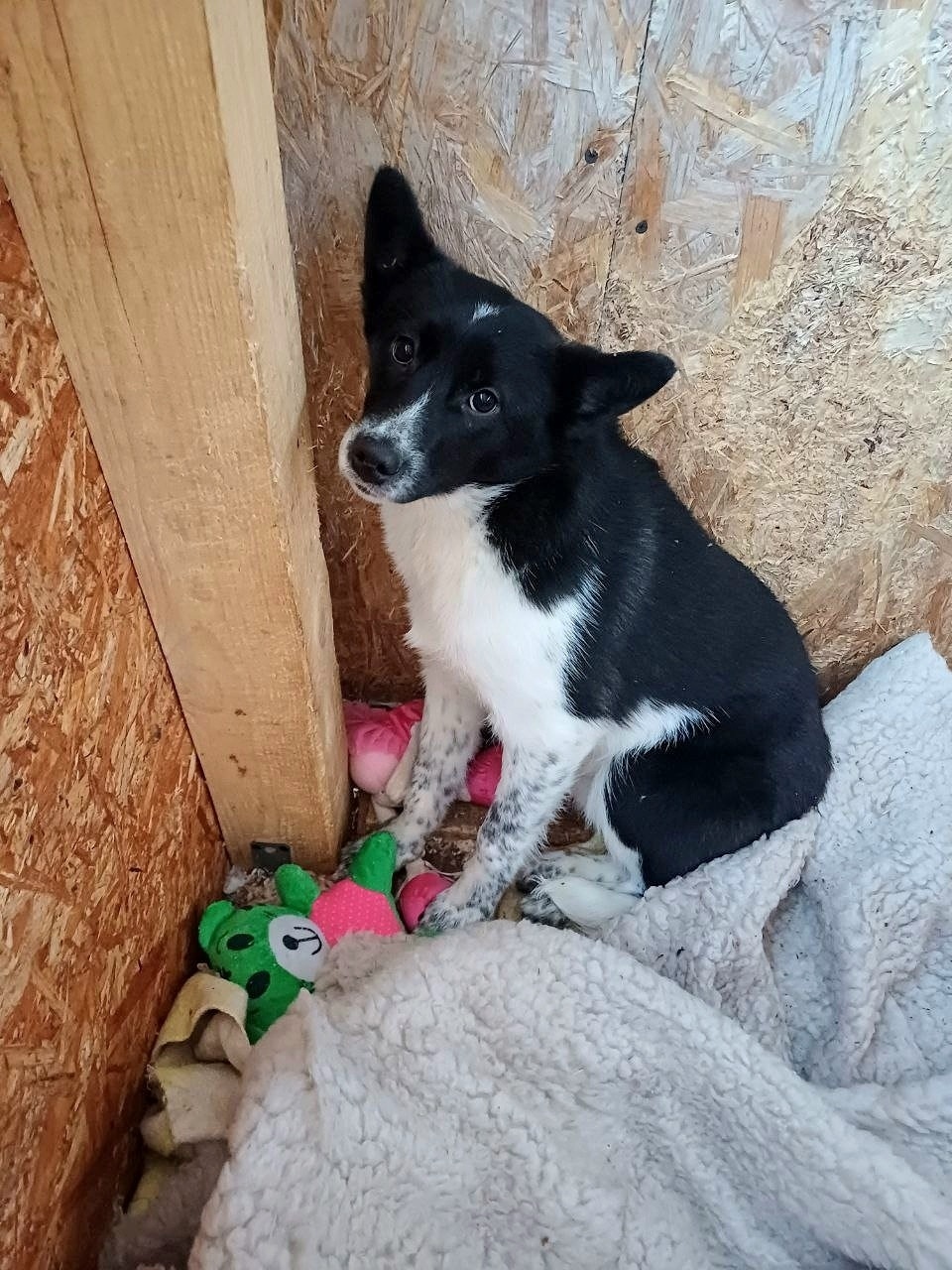 Пропала собака в Владимире — фото объявления