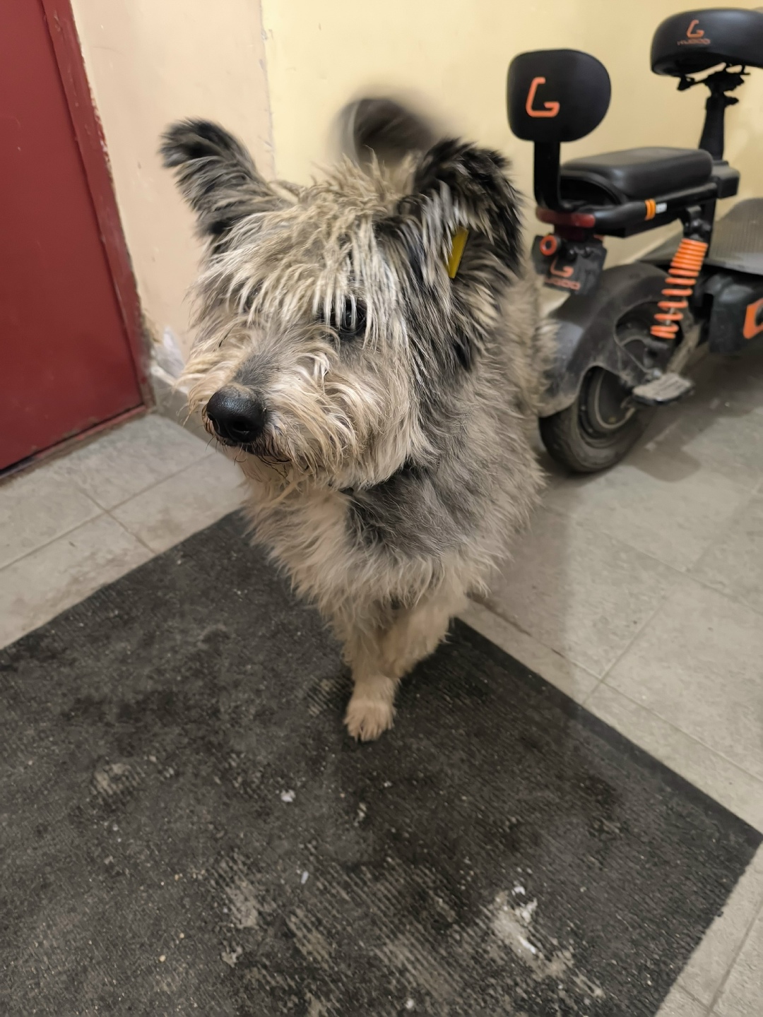 Найдена собака в Владимире — фото объявления