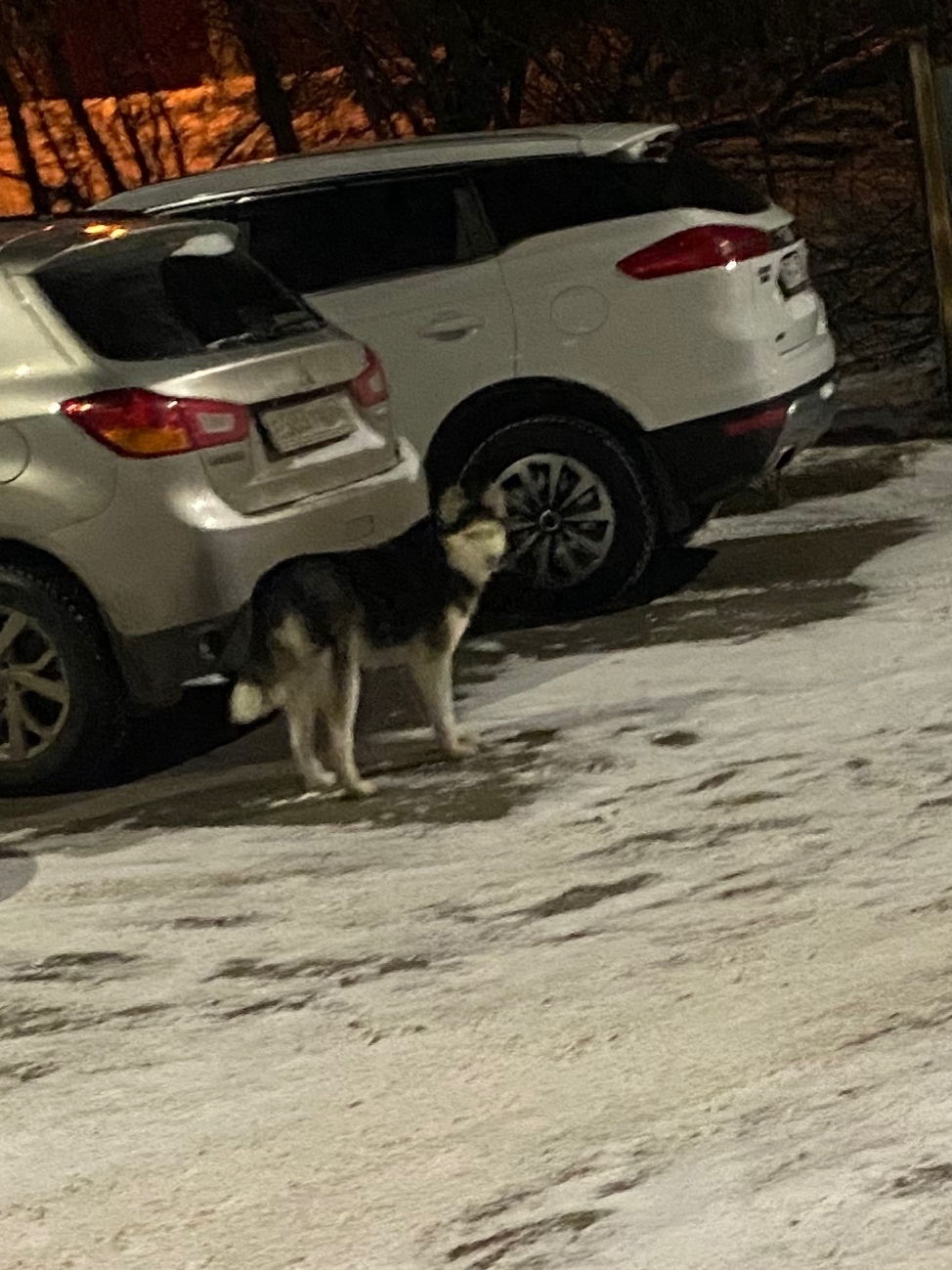 Найдена собака в Владимире — фото объявления
