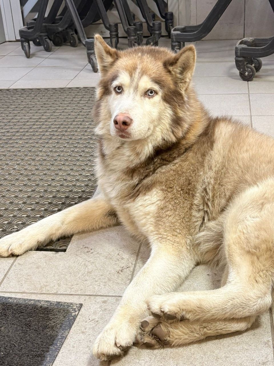 Найдена собака в Владимире — фото объявления