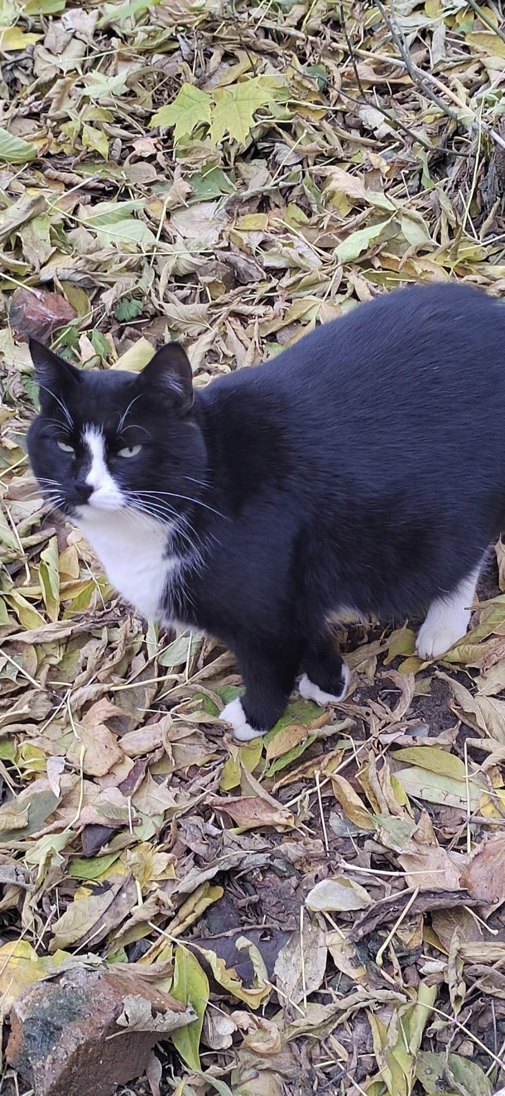 Пропала кошка в Владимире — фото объявления