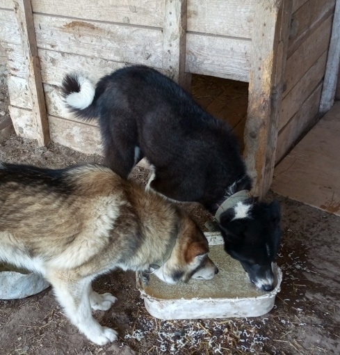 Пропала собака в Владимире — фото объявления