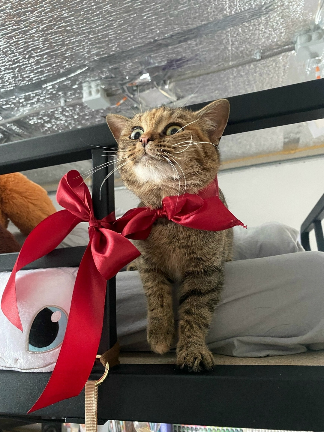 Найдена кошка в Владимире — фото объявления