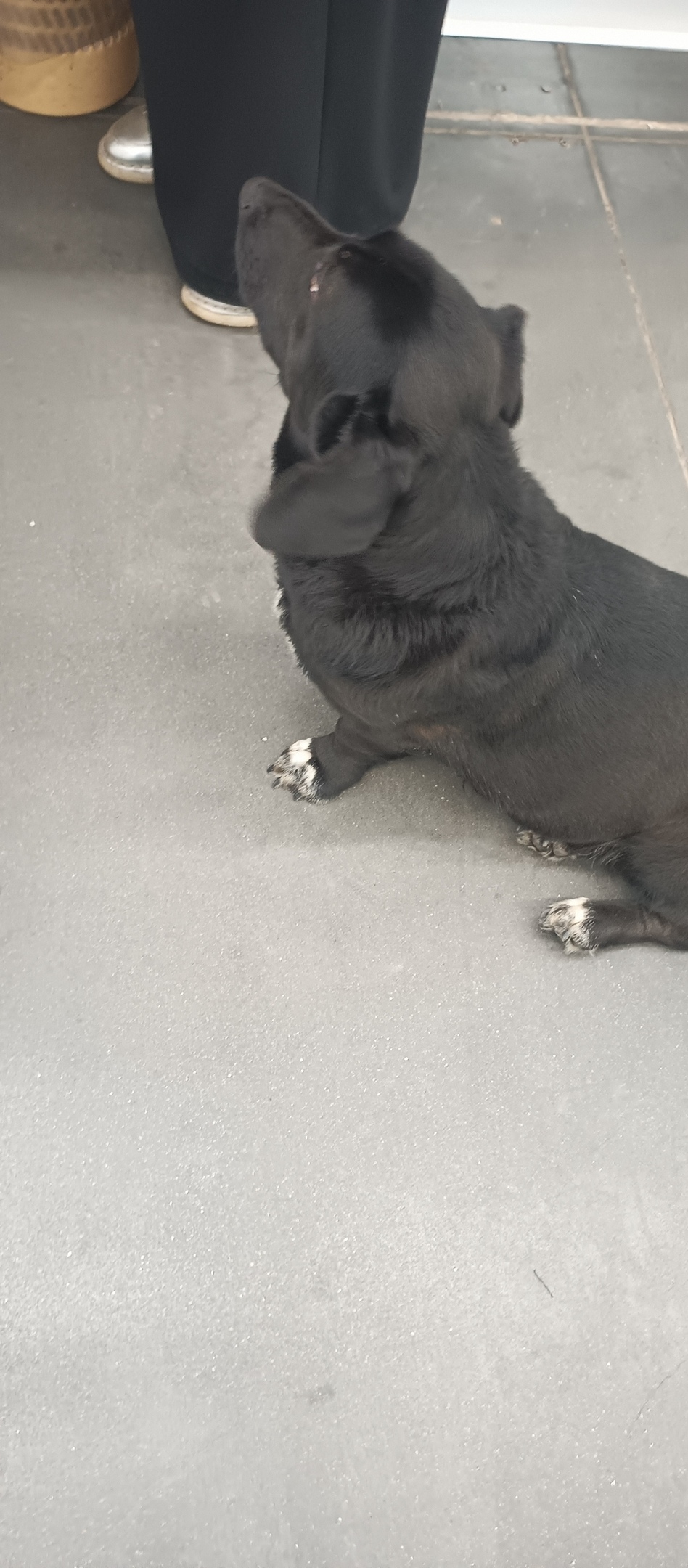 Найдена собака в Владимире — фото объявления