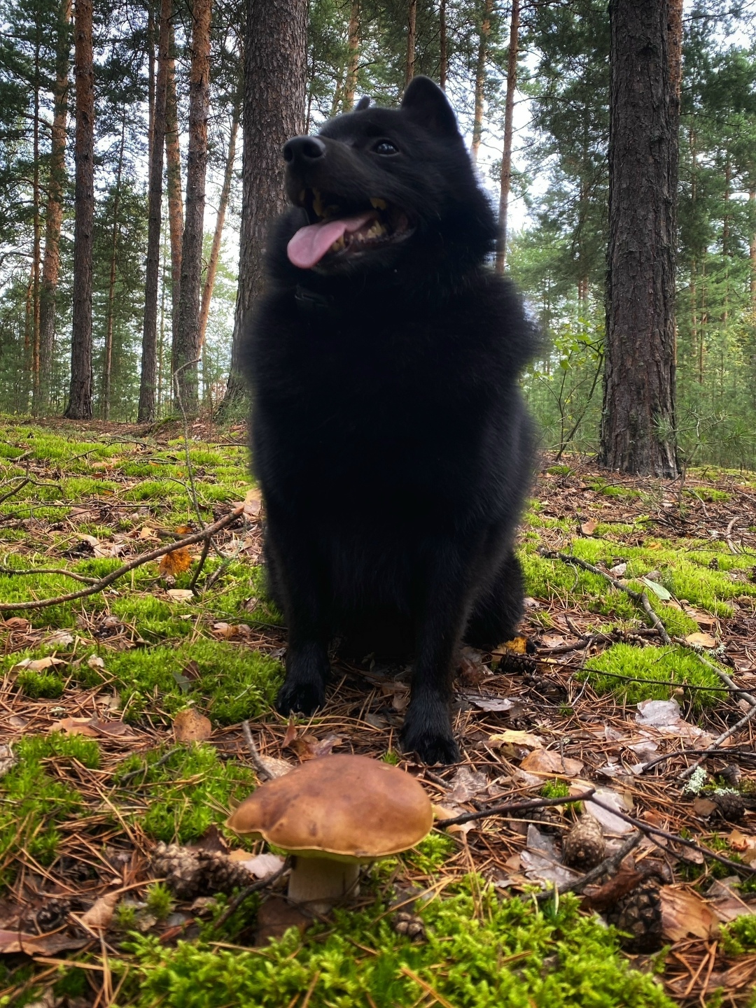 Пропала собака в Владимире — фото объявления