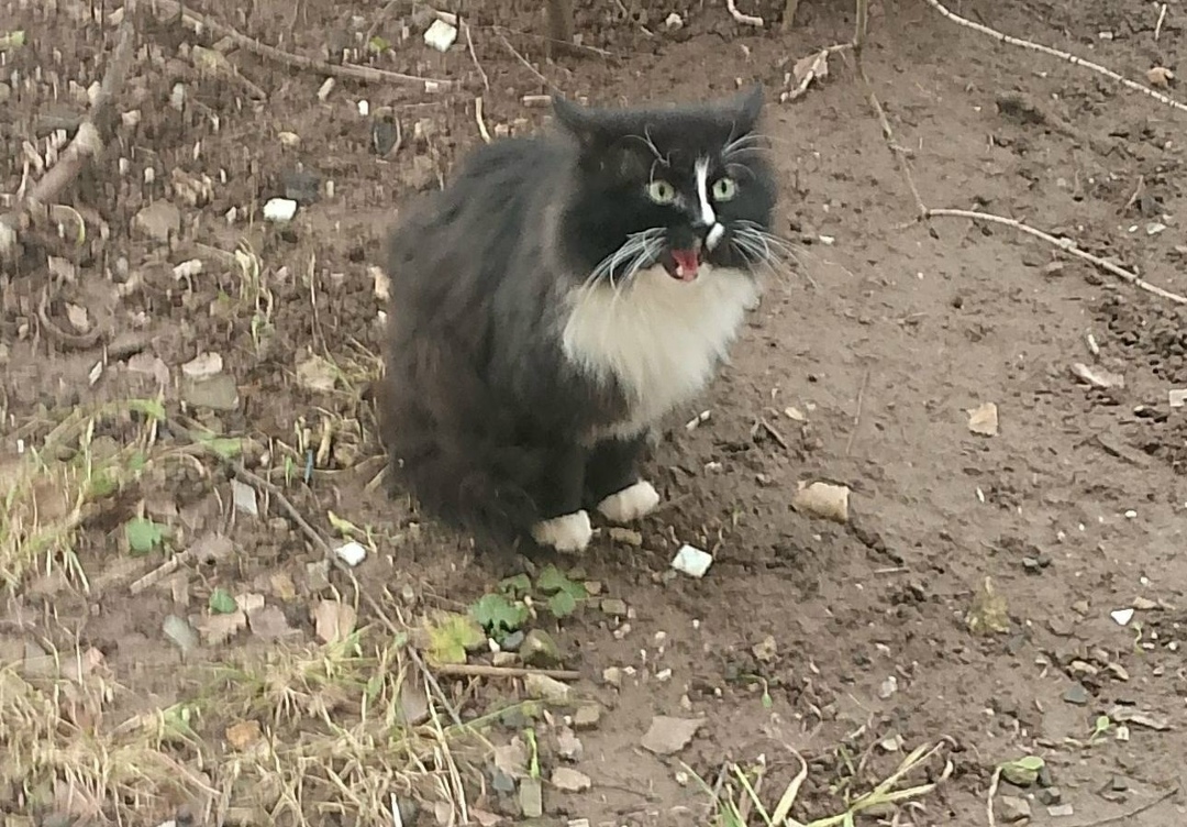 Пропала кошка в Владимире — фото объявления