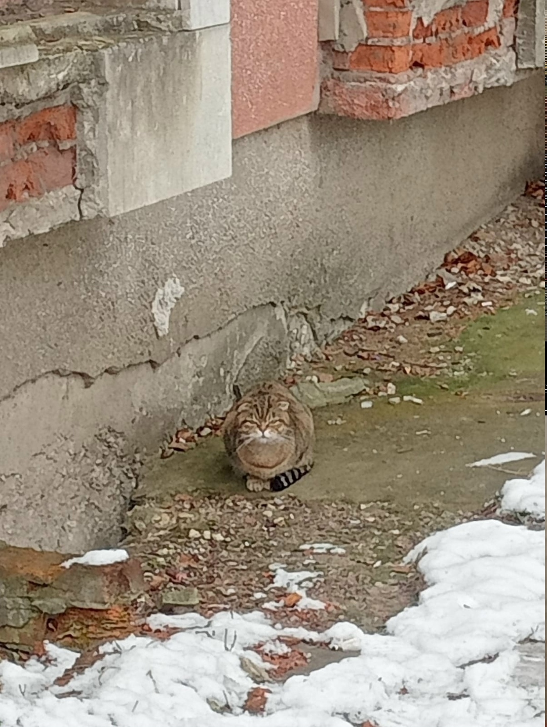 Найдена кошка в Владимире — фото объявления