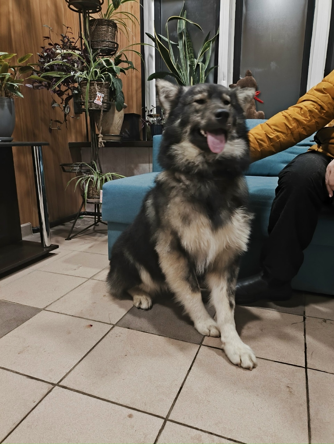 Найдена собака в Владимире — фото объявления