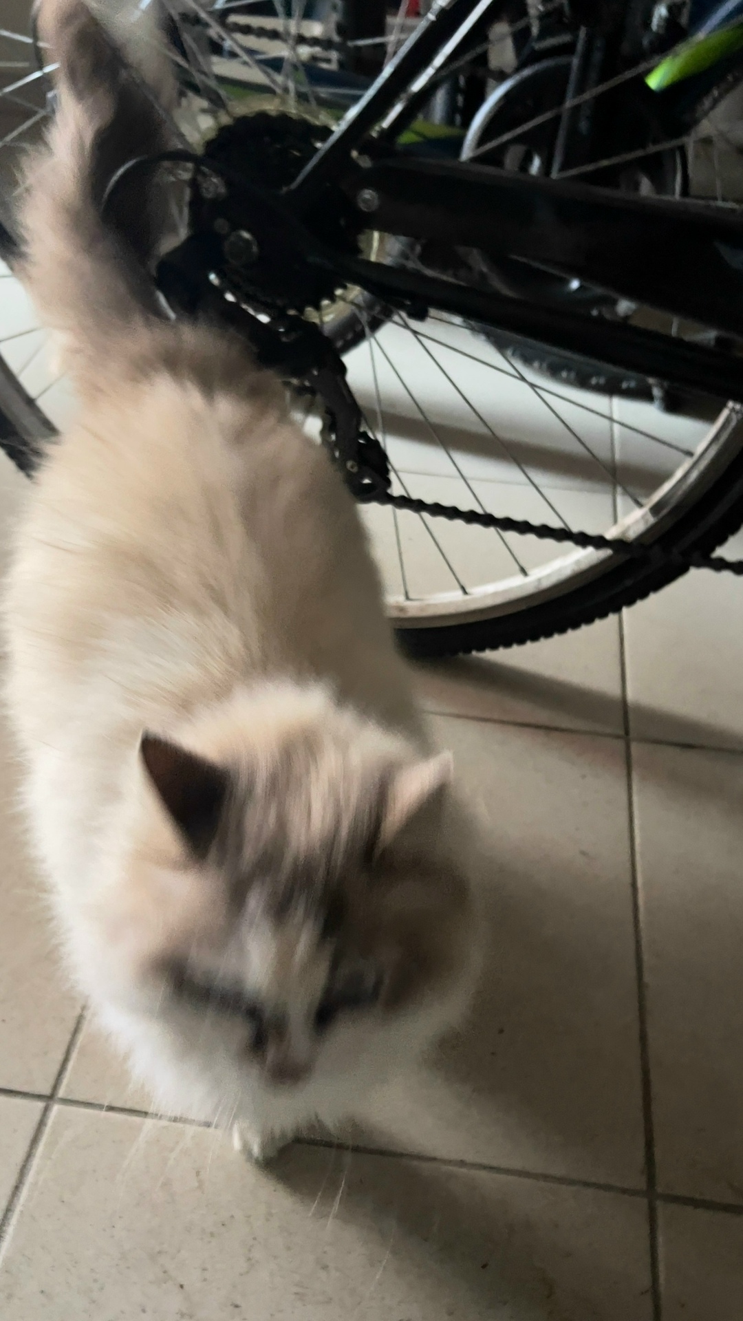 Найдена собака в Владимире — фото объявления