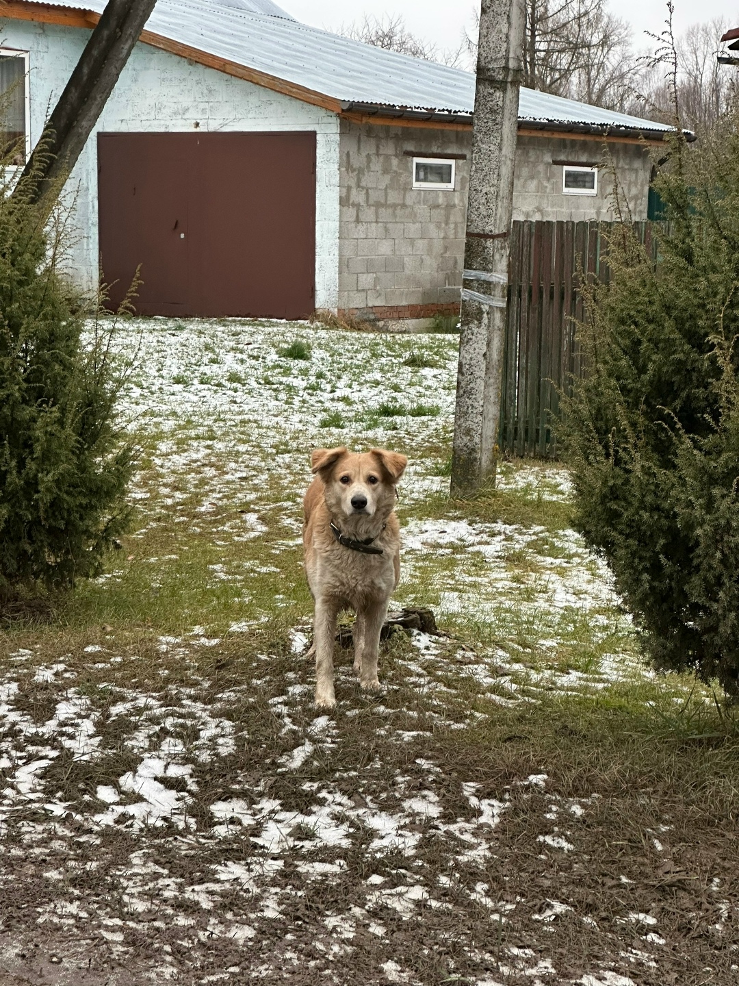 Найдена собака в Владимире — фото объявления
