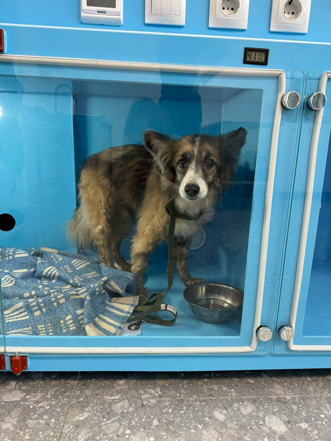 Найдена собака в Владимире — фото объявления
