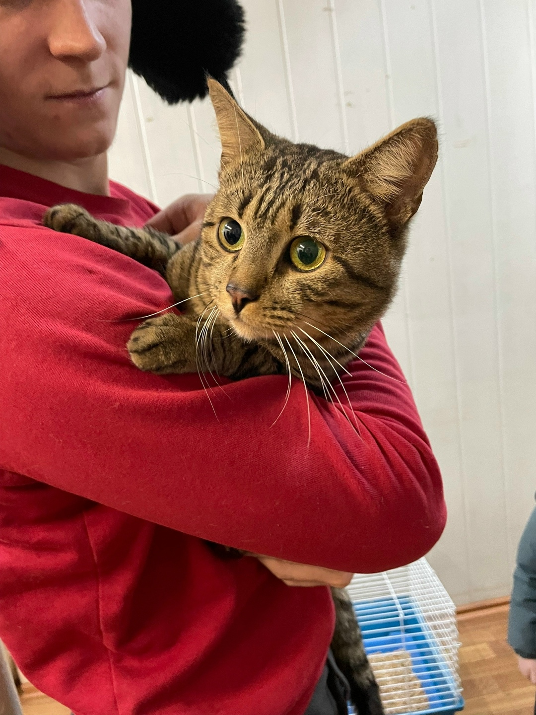 Найдена кошка в Владимире — фото объявления