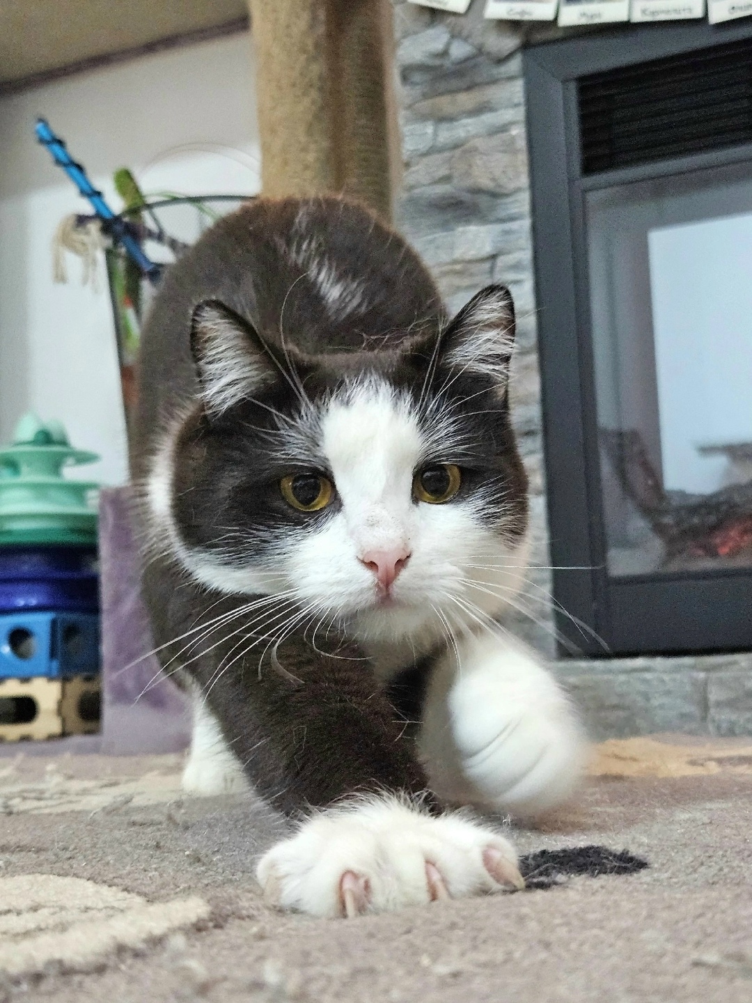 Найдена кошка в Владимире — фото объявления