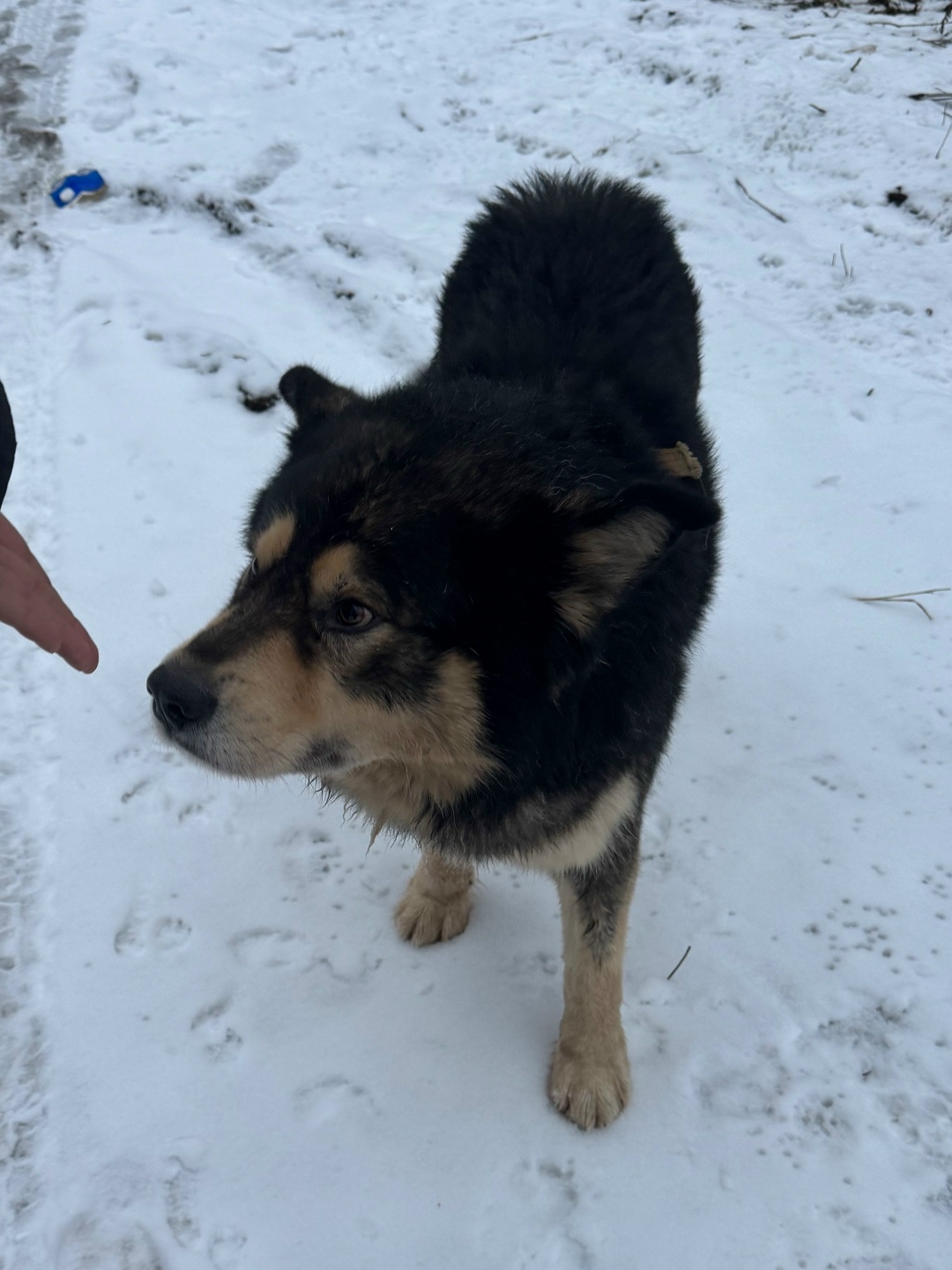 Найдена собака в Владимире — фото объявления