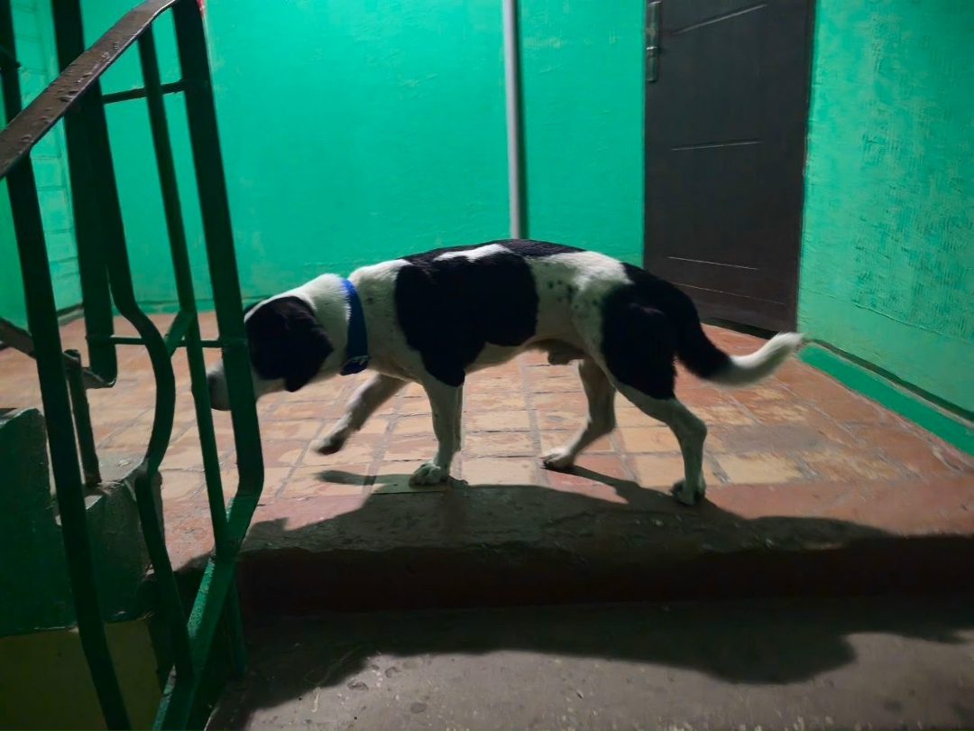 Найдена собака в Владимире — фото объявления