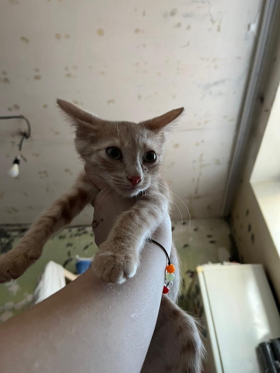 Найдена кошка в Владимире — фото объявления