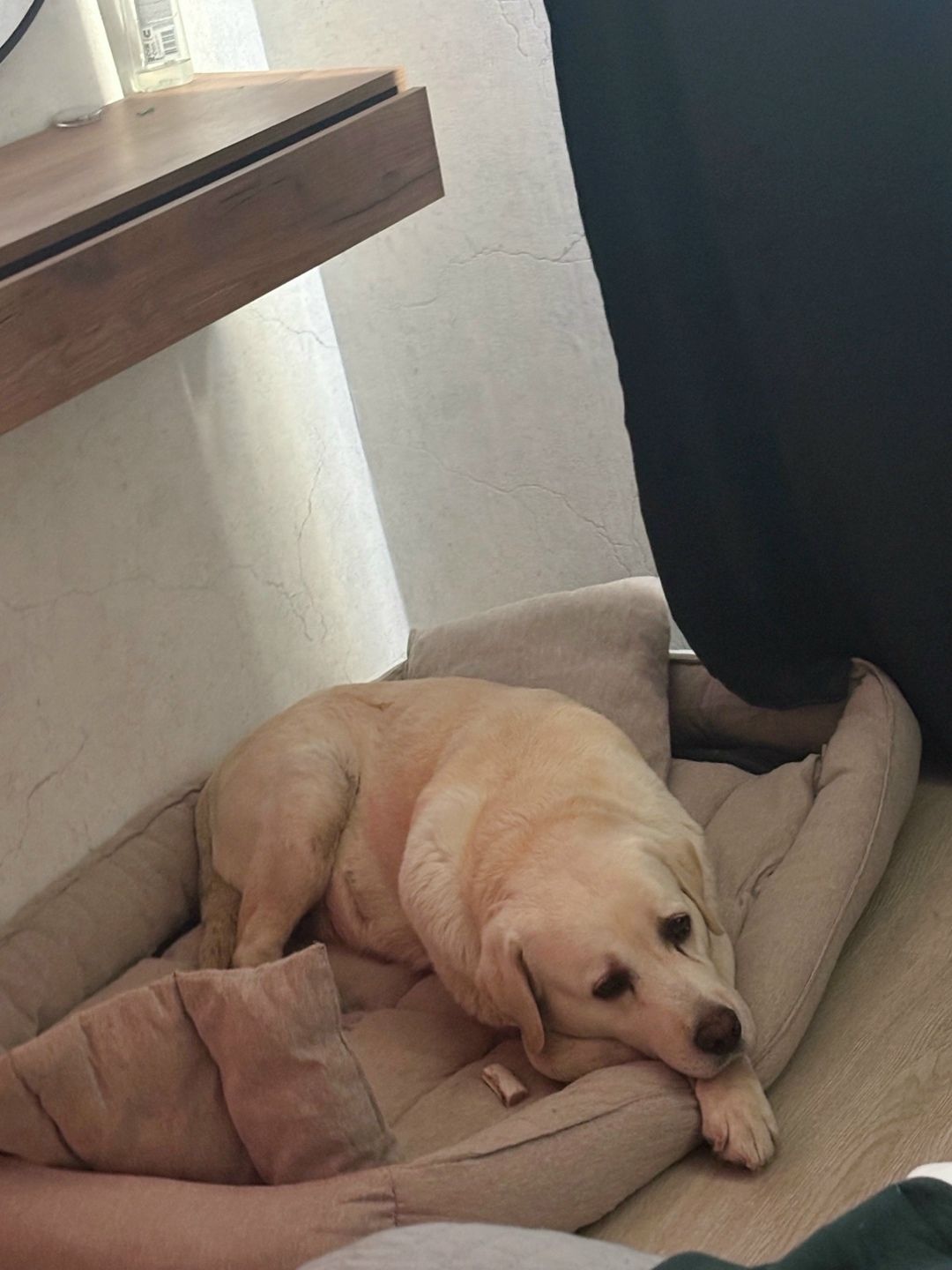 Найдена собака в Владимире — фото объявления