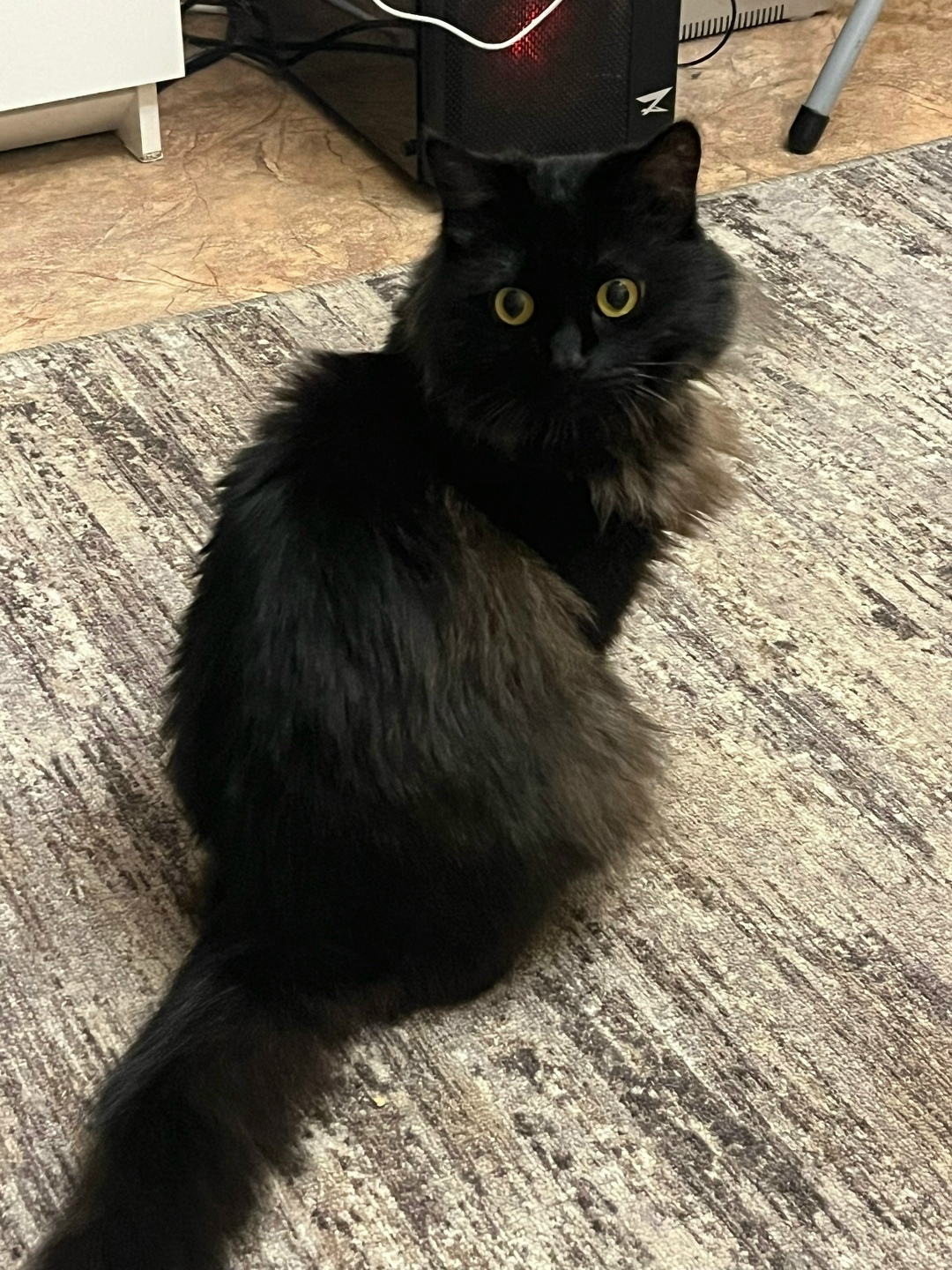 Найдена кошка в Владимире — фото объявления