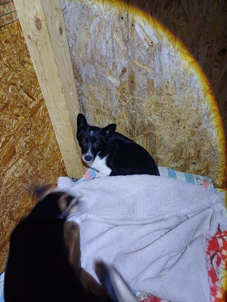 Найдена собака в Владимире — фото объявления