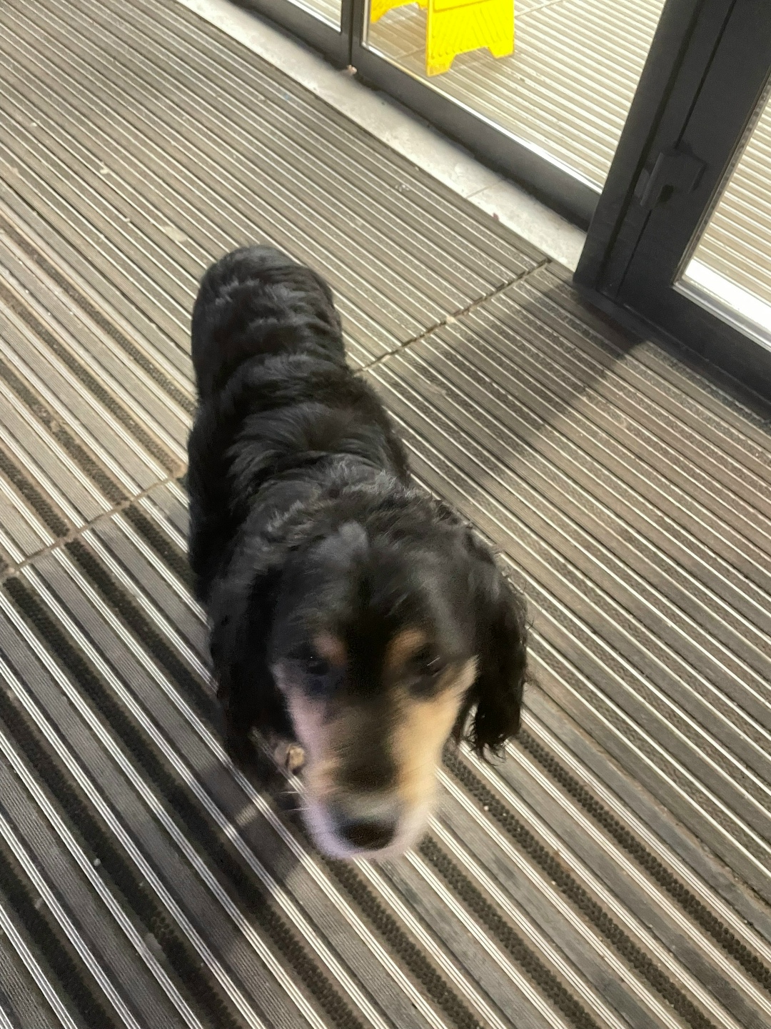 Найдена собака в Владимире — фото объявления