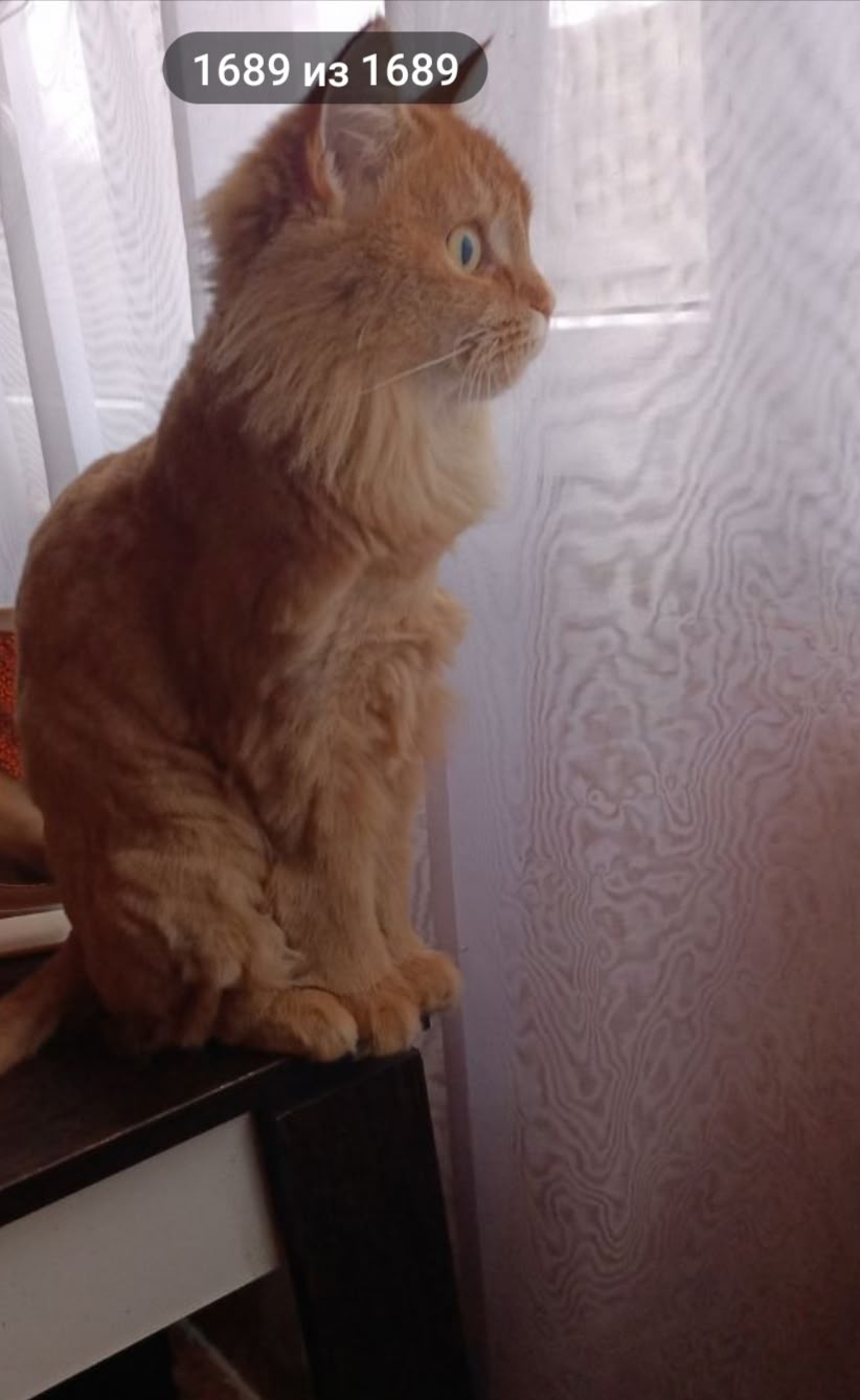 Найдена кошка в Владимире — фото объявления