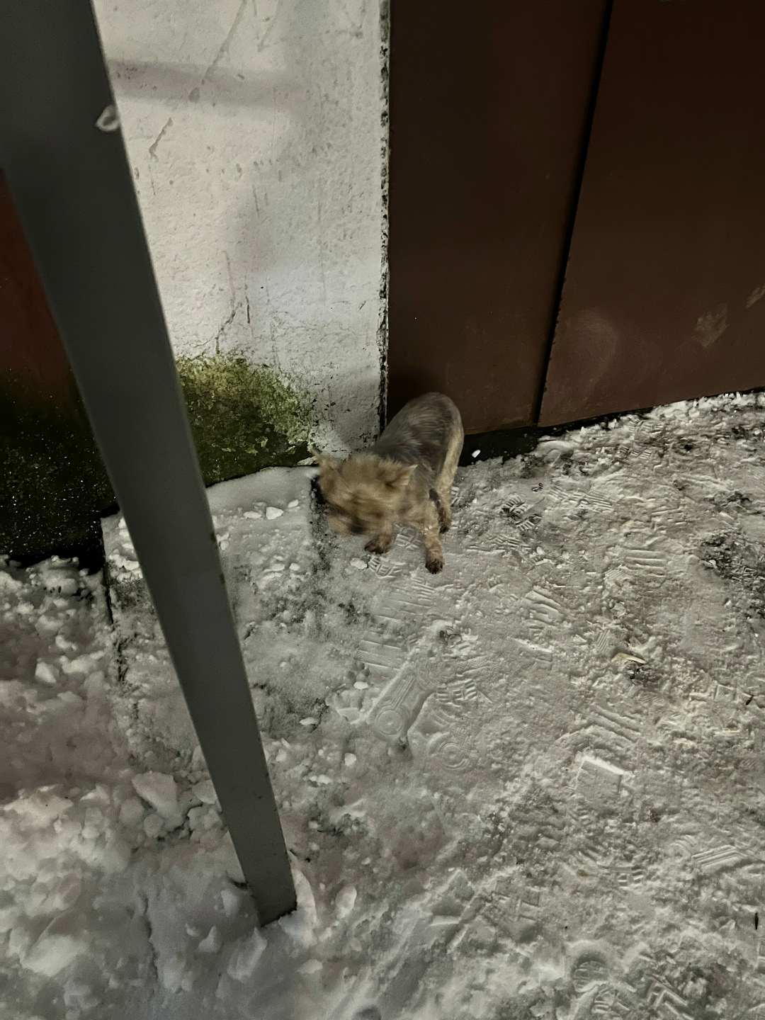 Найдена собака в Владимире — фото объявления