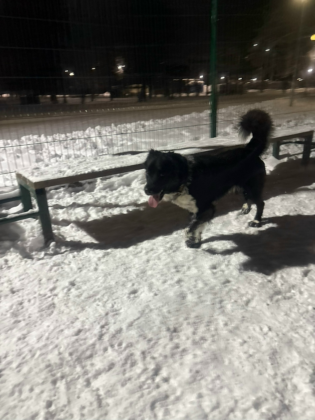 Найдена собака в Владимире — фото объявления