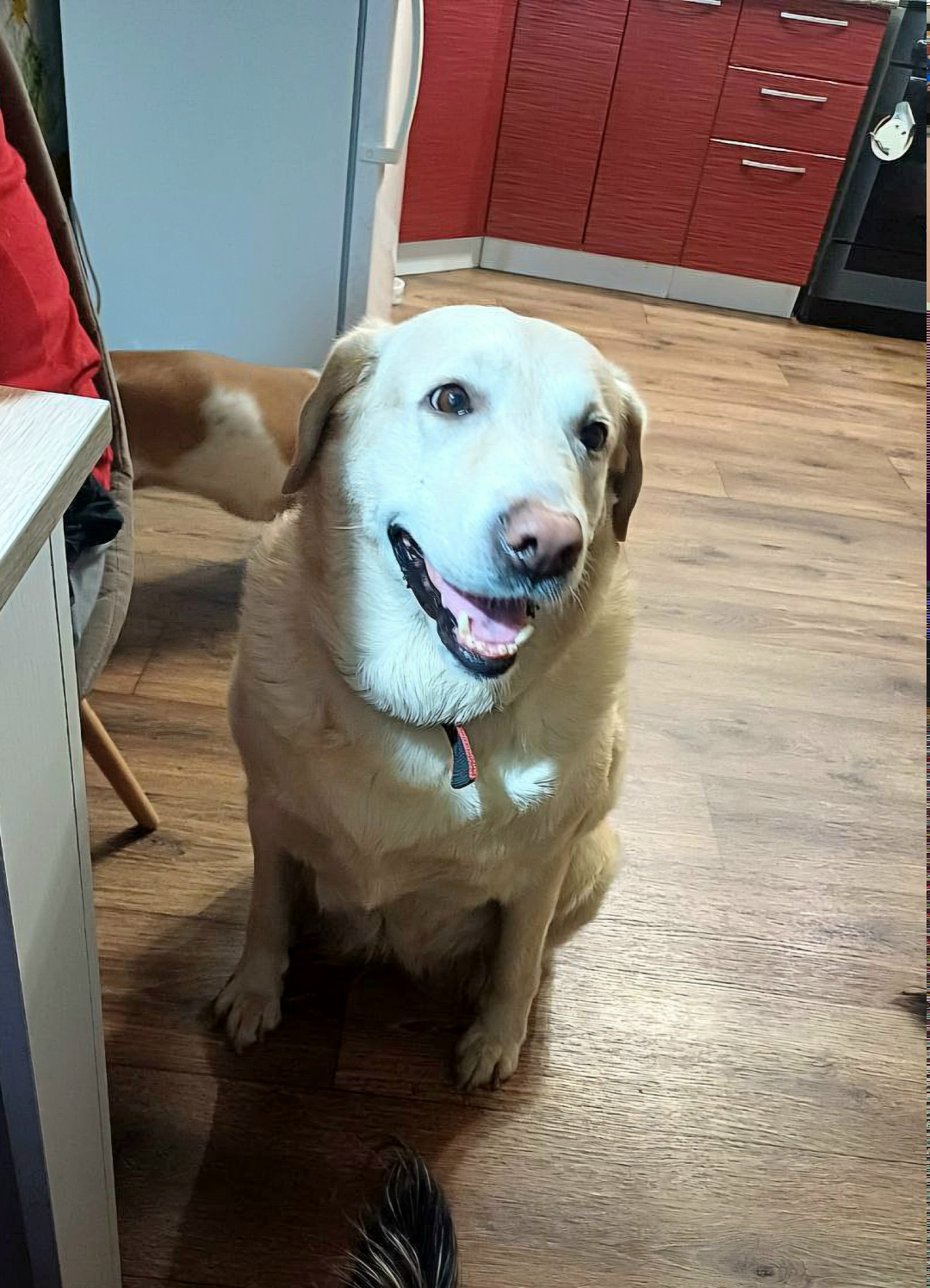 Найдена собака в Владимире — фото объявления